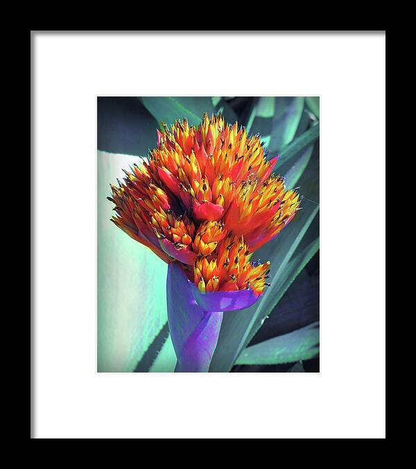 Flower Framed Print featuring the photograph Brash Burst by David Bader