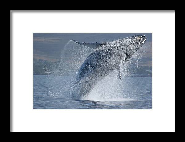 Sequential Series Framed Print featuring the photograph Breach Sequence by Adwalsh