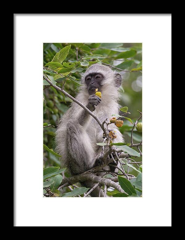 Monkey Framed Print featuring the photograph Breakfasting Monkey by Mark Hunter