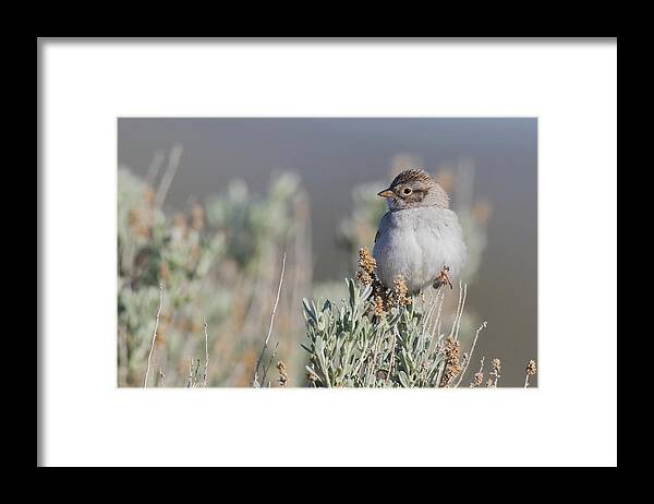 Brewer's Sparrow Framed Print featuring the photograph Brewer's Sparrow, Sage-brush Habitat by Ken Archer