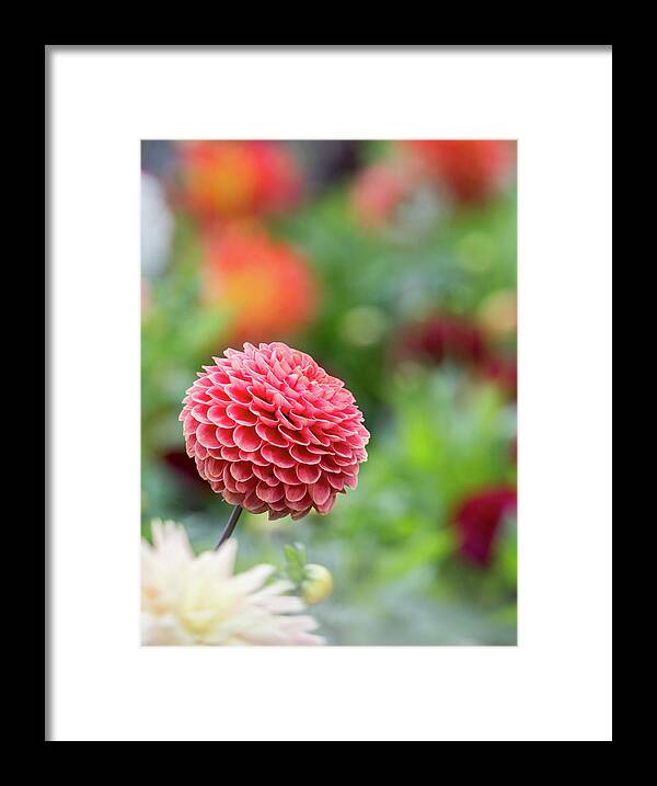 Cheerful Framed Print featuring the photograph Bright and cheery pompom dahlia by Anita Nicholson