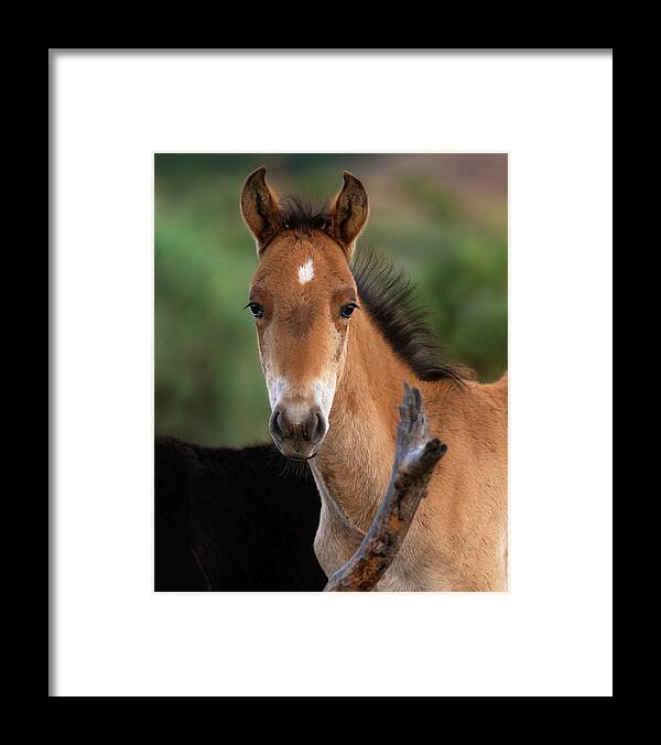 Stallion Framed Print featuring the photograph Bright-Eyed Colt. by Paul Martin