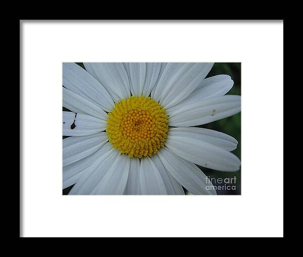 Flower Framed Print featuring the photograph Bright flower by Karin Ravasio