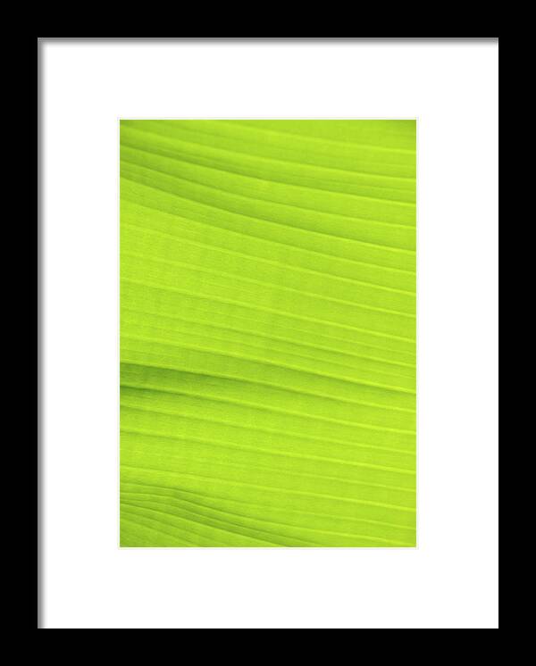 Curve Framed Print featuring the photograph Bright Green Banana Leaf Background by Peskymonkey