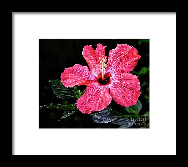 Floral Photography Framed Print featuring the photograph Bright Red Hibiscus by Norman Gabitzsch