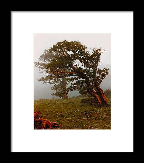 Pine Framed Print featuring the photograph Windy Ridge - Colorado by George Garcia