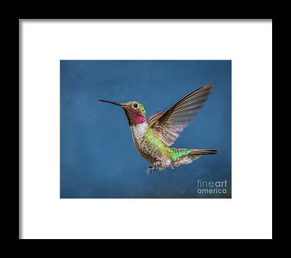 Broad Framed Print featuring the photograph Broad-Tailed Beauty by Melissa Lipton