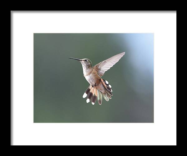 Hummingbird Framed Print featuring the photograph Broad-Tailed Hummer by Ben Foster