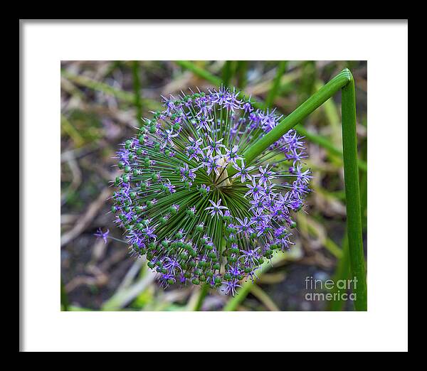 Flower Framed Print featuring the photograph Broken by Agnes Caruso