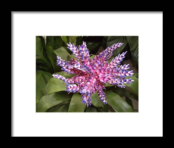 Bromeliad Framed Print featuring the photograph Bromeliad pink, purple, blue flower by Nancy Ayanna Wyatt