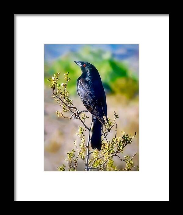 Arizona Framed Print featuring the photograph Bronzed Cowbird on Creosote by Judy Kennedy