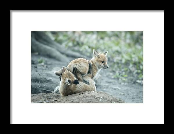 Red Fox Framed Print featuring the photograph Brotherhood by Larry Deng