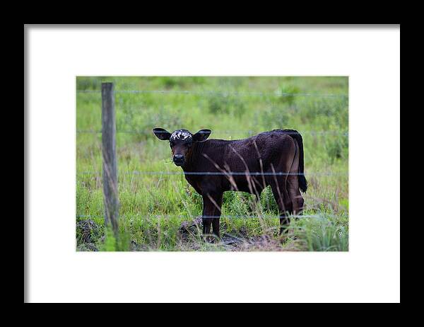 Cow Framed Print featuring the photograph Brown and White Faced Calf by T Lynn Dodsworth