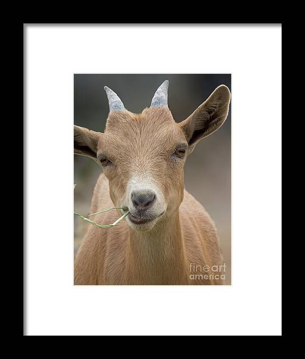 Goat Framed Print featuring the photograph Brown baby Goat by Christy Garavetto