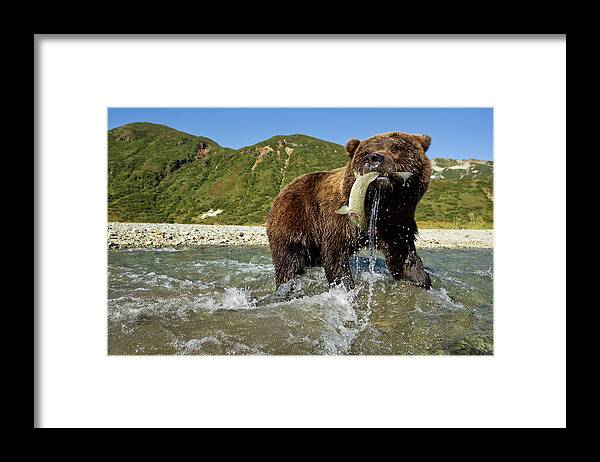 Brown Bear Framed Print featuring the photograph Brown Bear And Salmon, Alaska by Paul Souders