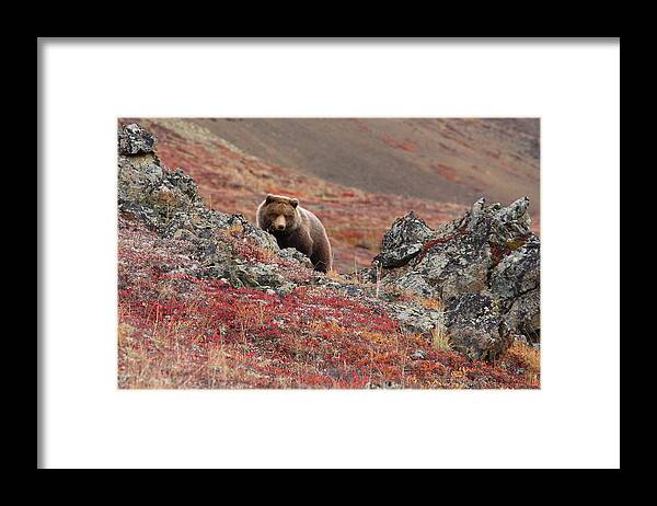 Brown Bear Framed Print featuring the photograph Brown Bear by Image Courtesy Of Jeffrey D. Walters