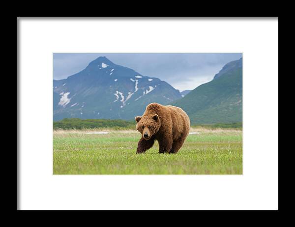 Brown Bear Framed Print featuring the photograph Brown Bears, Katmai National Park by Mint Images/ Art Wolfe