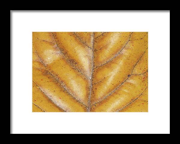 Brown Leaf Markings Framed Print featuring the photograph Brown Leaf Markings by Helen Jackson
