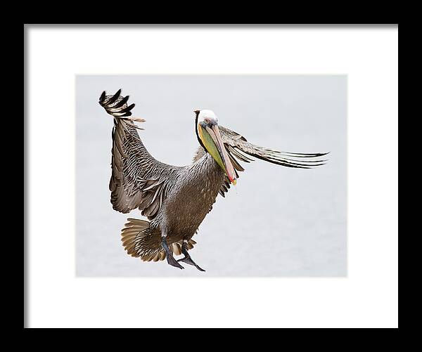Oakland Framed Print featuring the photograph Brown Pelican by By Davor Desancic