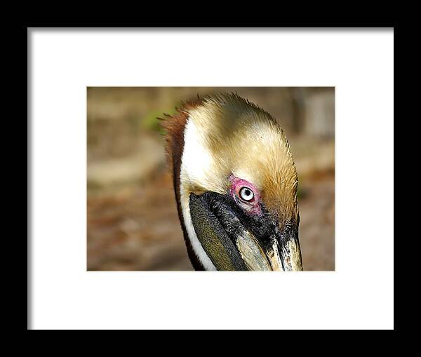 Pelican Framed Print featuring the photograph Brown Pelican in Breeding Plumage by Lyuba Filatova