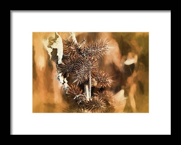 Brown Thistle An Leaf Soft Yellow Pastel Framed Print featuring the photograph Brown Thistle An Leaf Soft Yellow Pastel by Anthony Paladino