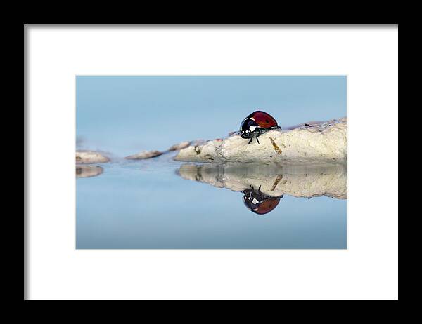Ladybug Framed Print featuring the photograph Brrrhh. Seems To Be Cold This Morning :) by Fabien Bravin