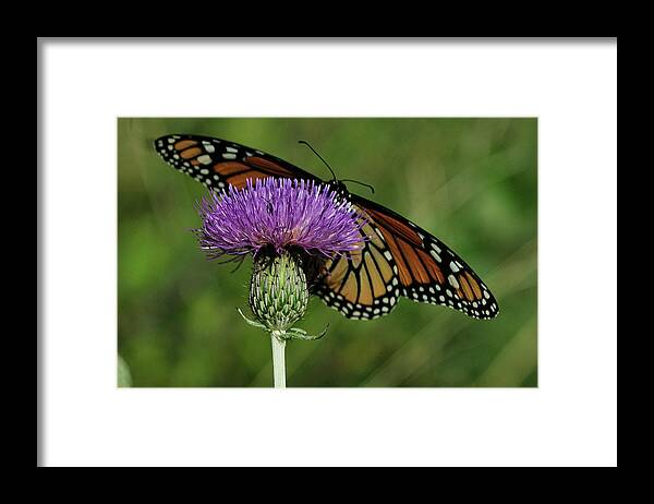 Thistle Flower Framed Print featuring the photograph Brsp8921cr by Gordon Semmens