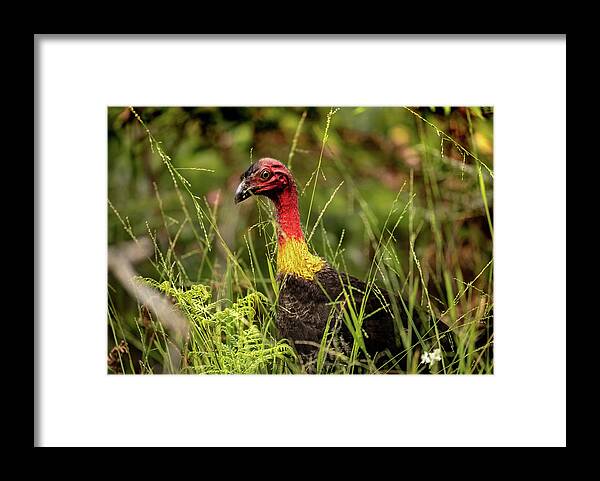 Australia Framed Print featuring the photograph Brush Turkey by Chris Cousins