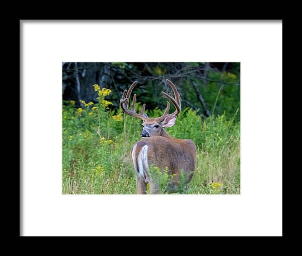 Buck Framed Print featuring the photograph Buck at Hunter Cove by Scene by Dewey