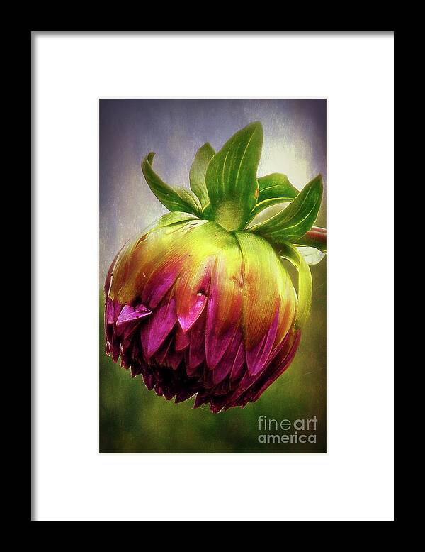 Toronto Framed Print featuring the photograph Budding Dahlia by Lenore Locken