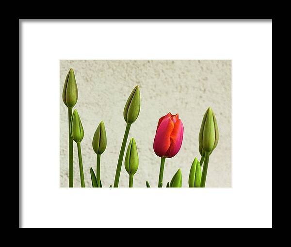 Flowers Framed Print featuring the photograph Budding Out by Ginger Stein