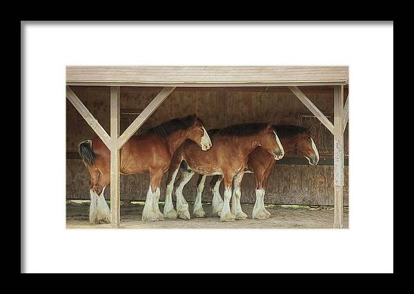 Budweiser Clydesdales Framed Print featuring the photograph Budweiser Clydesdales by Carrie Ann Grippo-Pike