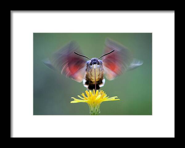 Macro Framed Print featuring the photograph Bufaforats by Jimmy Hoffman