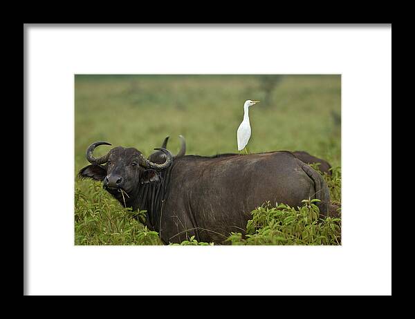 Horned Framed Print featuring the photograph Buffalo With Cattle Egret Riding On Back by Adam Jones