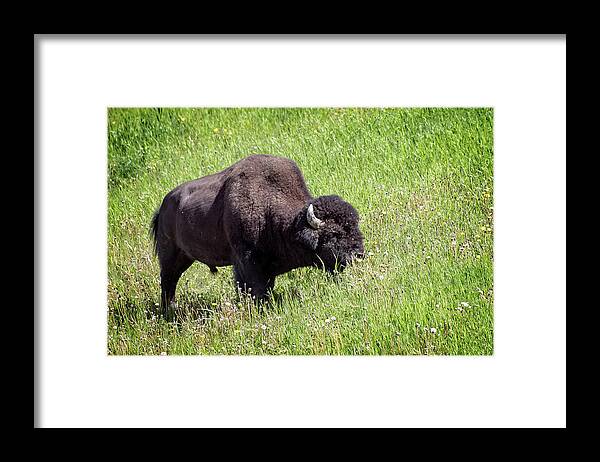 Buffalo Framed Print featuring the photograph Buffalos Spring Feast by Jeanette Mahoney