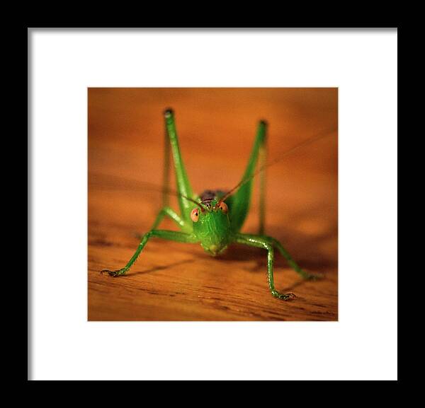 Bug Framed Print featuring the photograph Bug by Michelle Wittensoldner