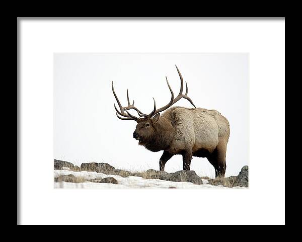 Alertness Framed Print featuring the photograph Bull Elk Approaching by Mark Newman