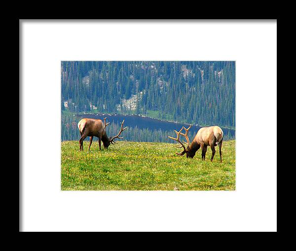 Grass Framed Print featuring the photograph Bull Elk Grazing In Colorado by Sandra Leidholdt