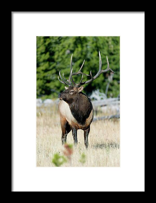 Bull Elk Framed Print featuring the photograph Bull Elk in Yellowstone by Gary Langley