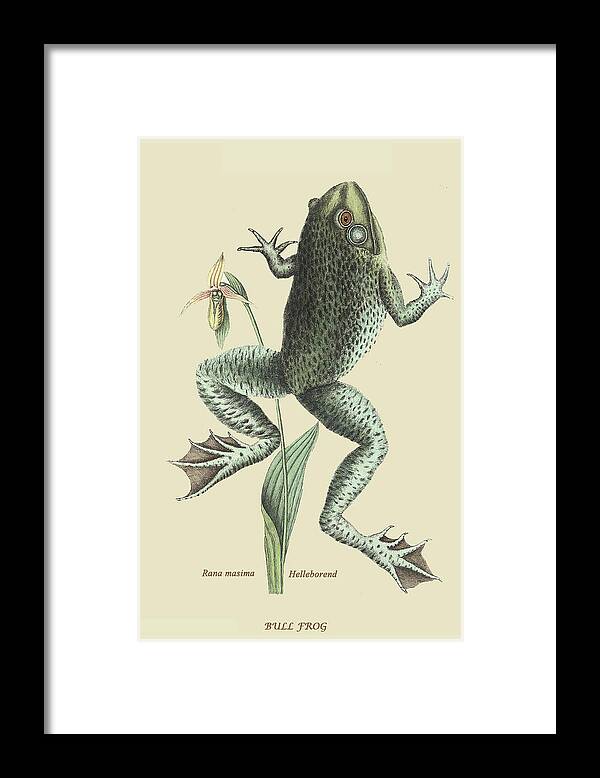 Nature Framed Print featuring the painting Bull Frog by Mark Catesby