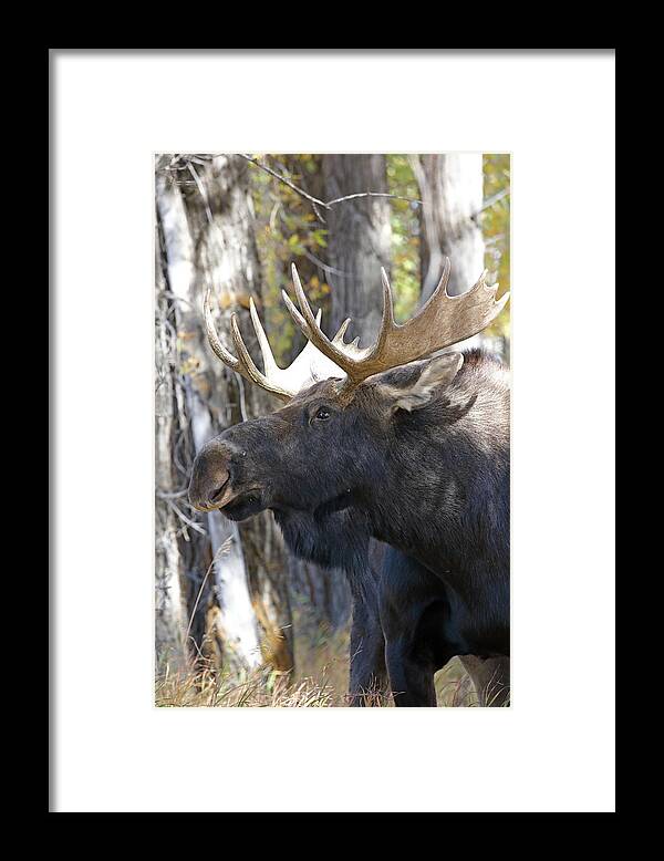 Moose Framed Print featuring the photograph Bull Moose Study by Jean Clark
