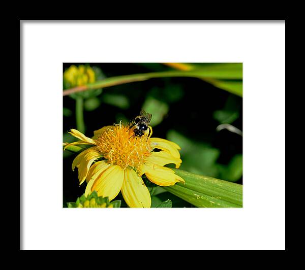 Bee Framed Print featuring the photograph Bumblebee at Work by Kae Cheatham