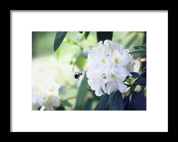 Horticulture Framed Print featuring the photograph Bumblebee Attacking Laurel Blossom by John Dominis
