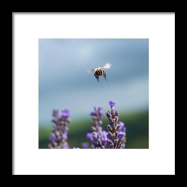 #bee Framed Print featuring the photograph Bumblebee Heading My Way by Elaine Henshaw