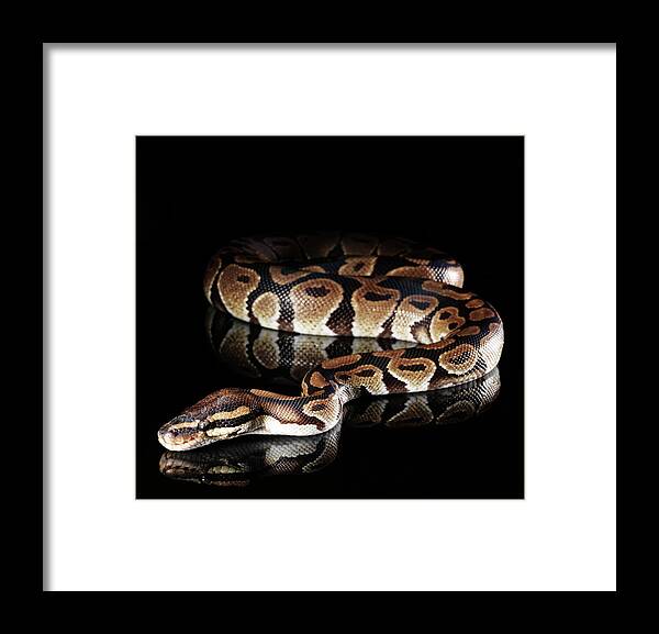 Copenhagen Framed Print featuring the photograph Burmese Python by Henrik Sorensen