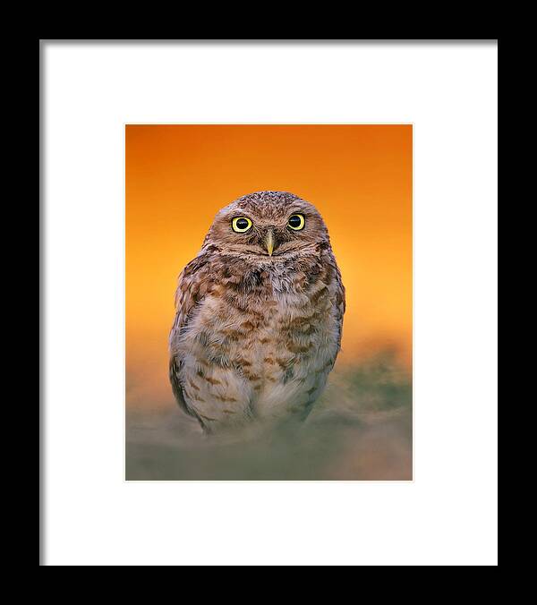 Wildlife Framed Print featuring the photograph Burrowing Owl by Bo Wang