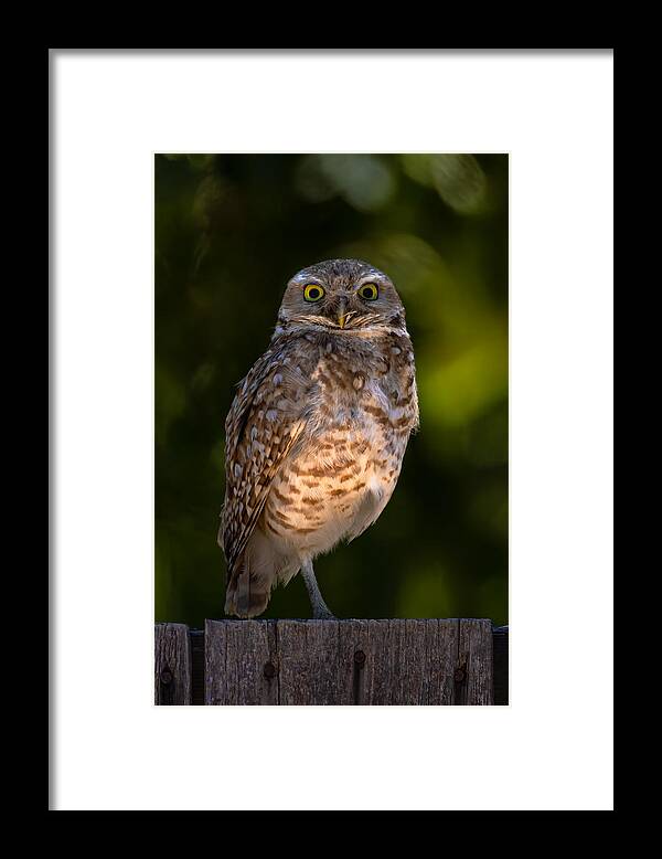 Owl Framed Print featuring the photograph Burrowing Owl by Johnson Huang