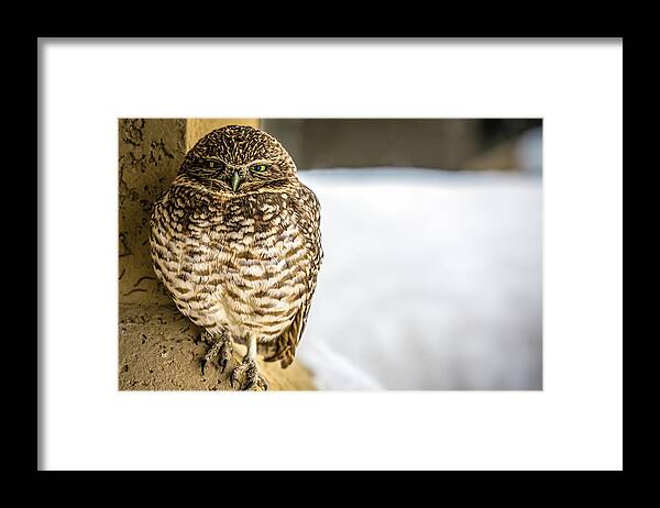 Bird Framed Print featuring the photograph Burrowing Owl by Bill Chizek