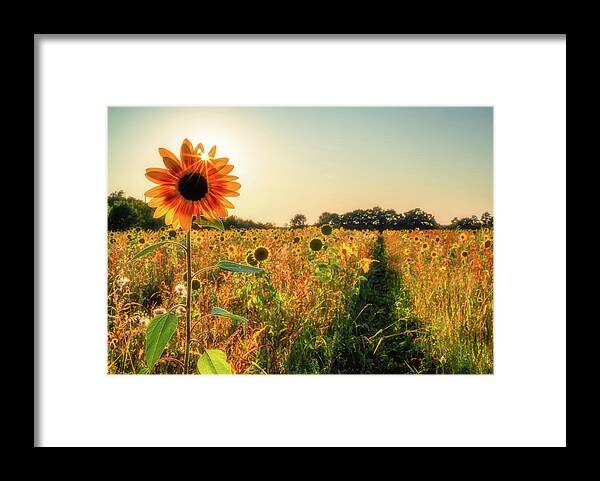 Sunflower Framed Print featuring the photograph Bursting through Sunflowers by Framing Places