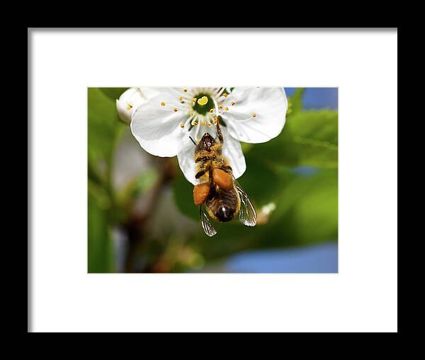 Insect Framed Print featuring the photograph Busy Honey Bee On A Cherry Blossom by Kerkla